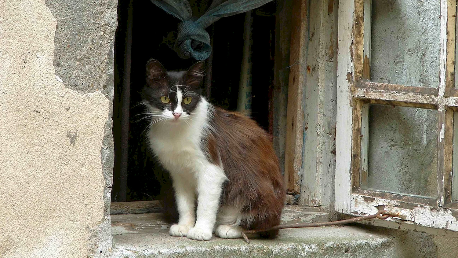 Кошка в деревенском доме