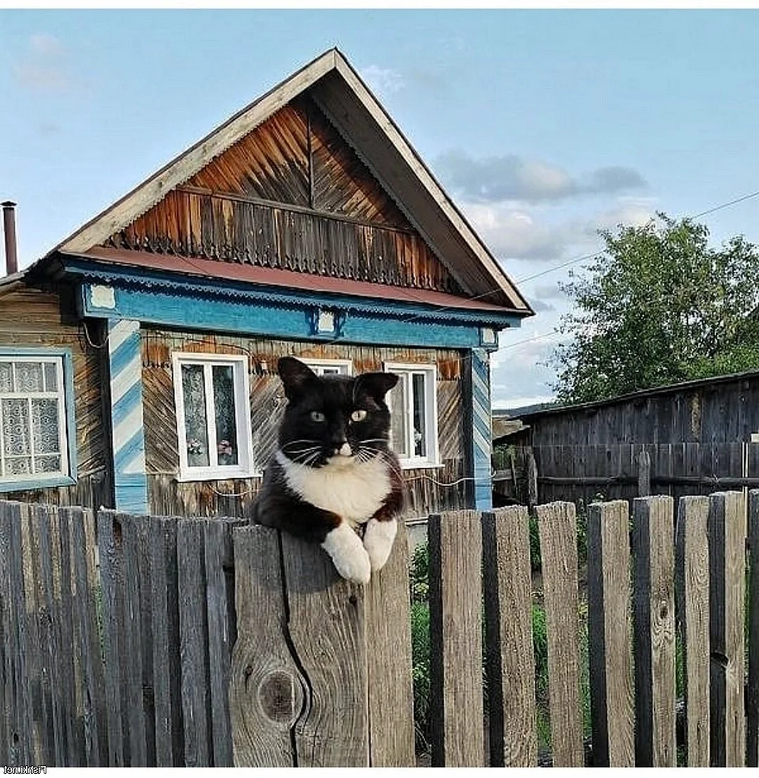Кошка в деревне
