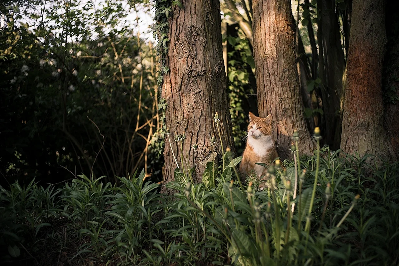 Кошка в хвойном лесу