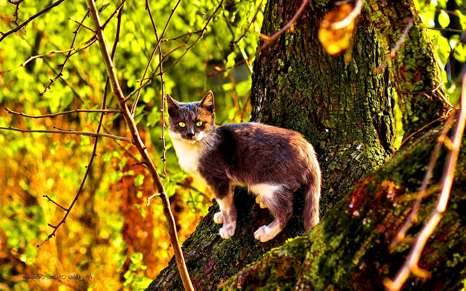 Кошка в лесу