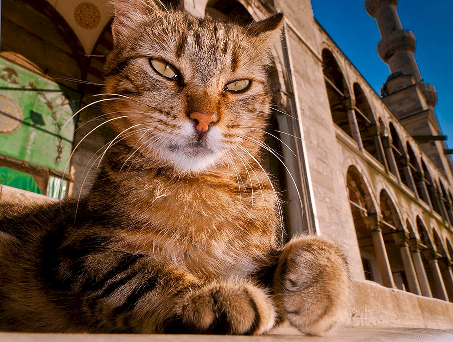 Кошка в мечети Стамбул