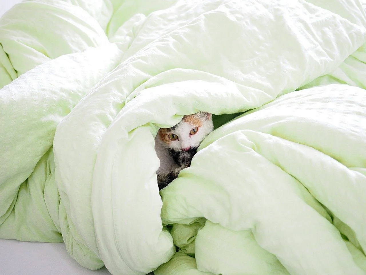 Кошка в одеяле