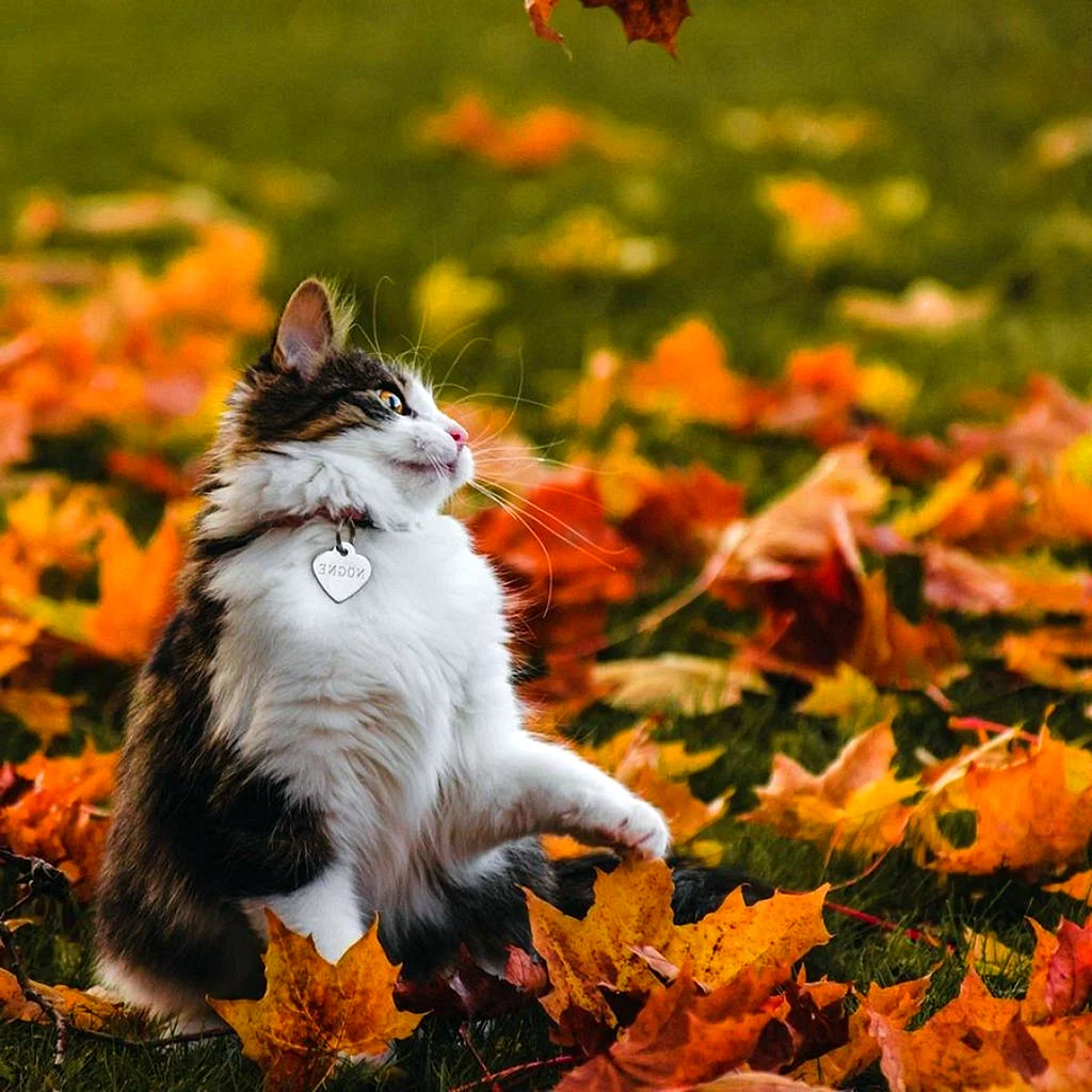 Кошка в осеннем пейзаже