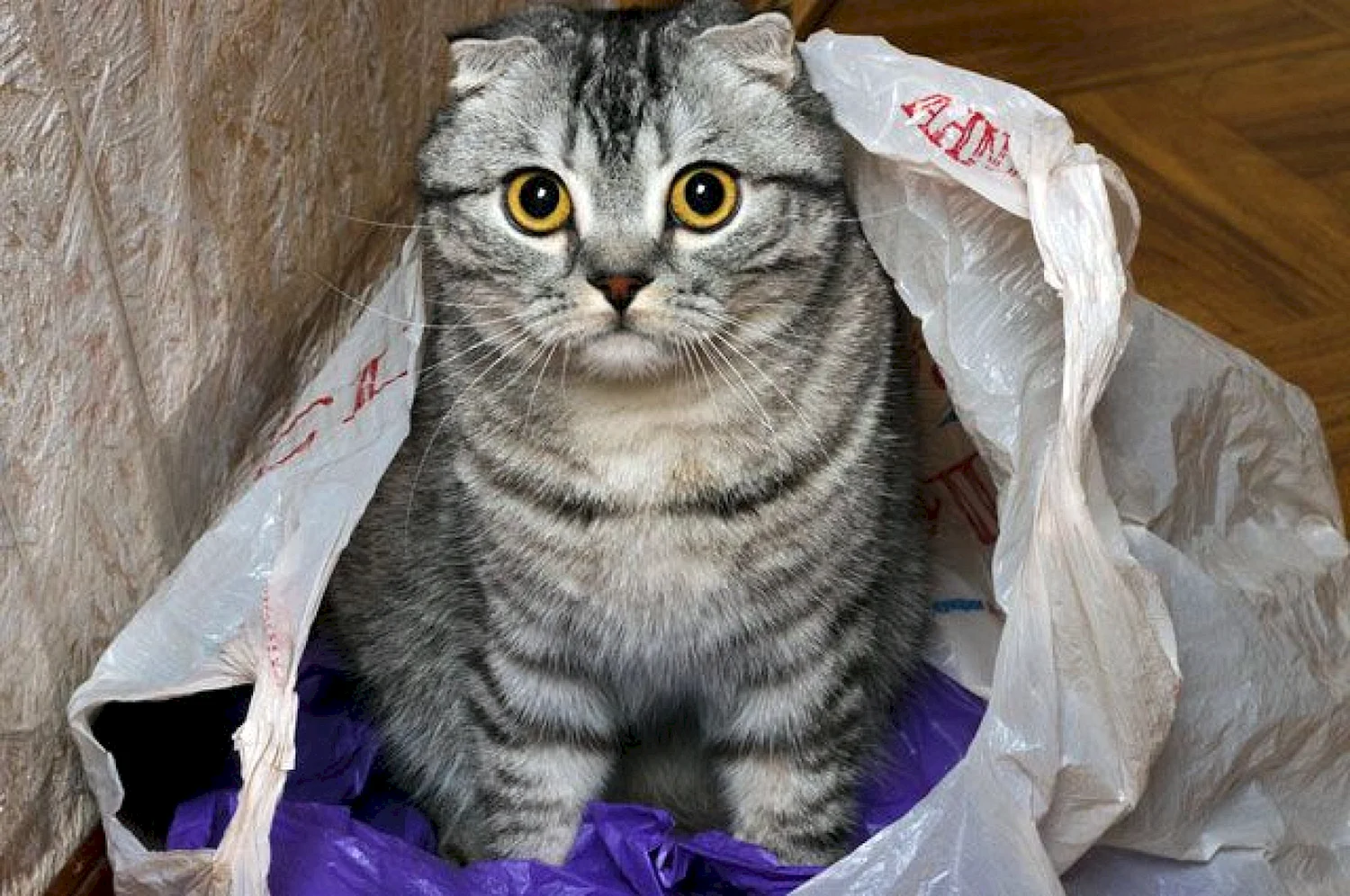 Кошка в пакете