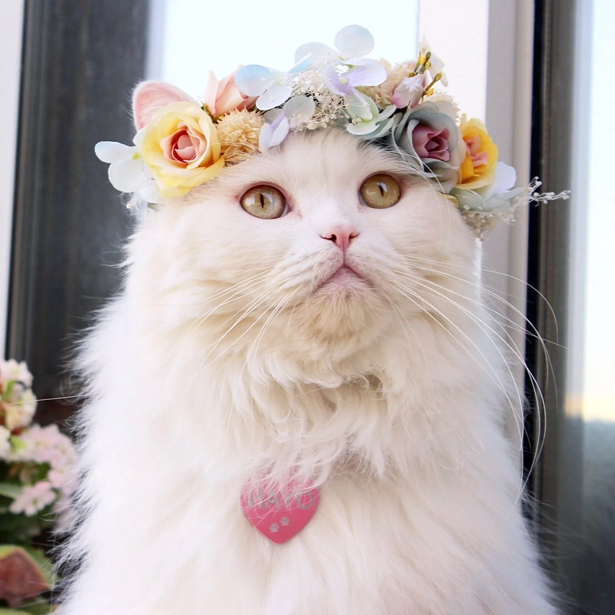 Кошка в венке из цветов