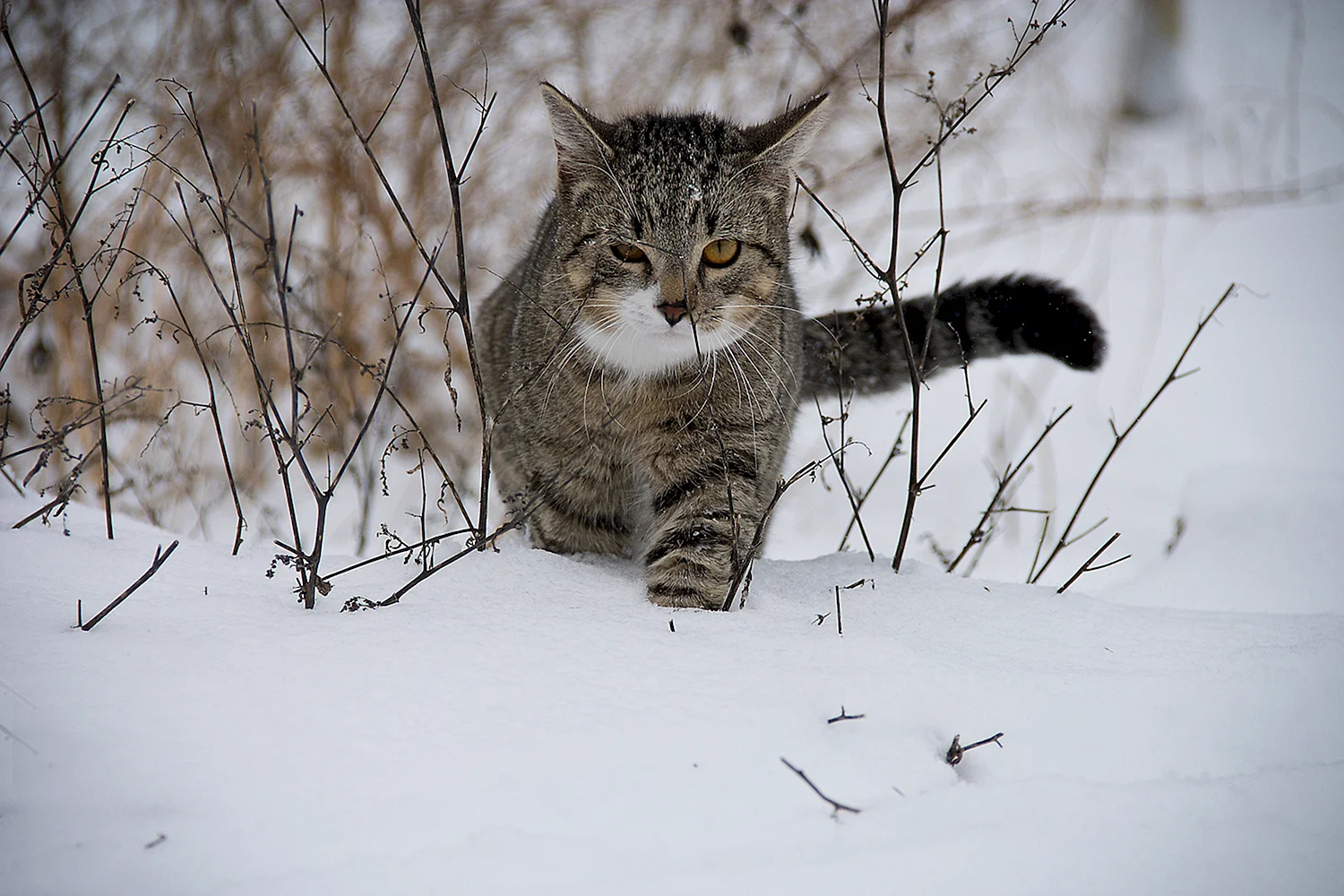 Кошка зима
