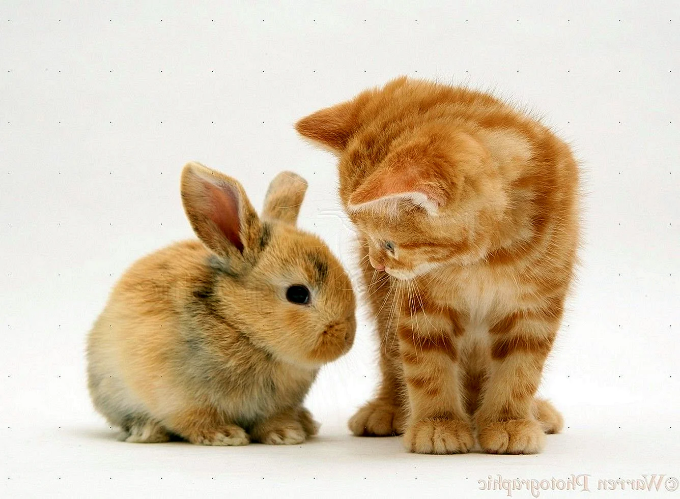 Кошка+кролик=10