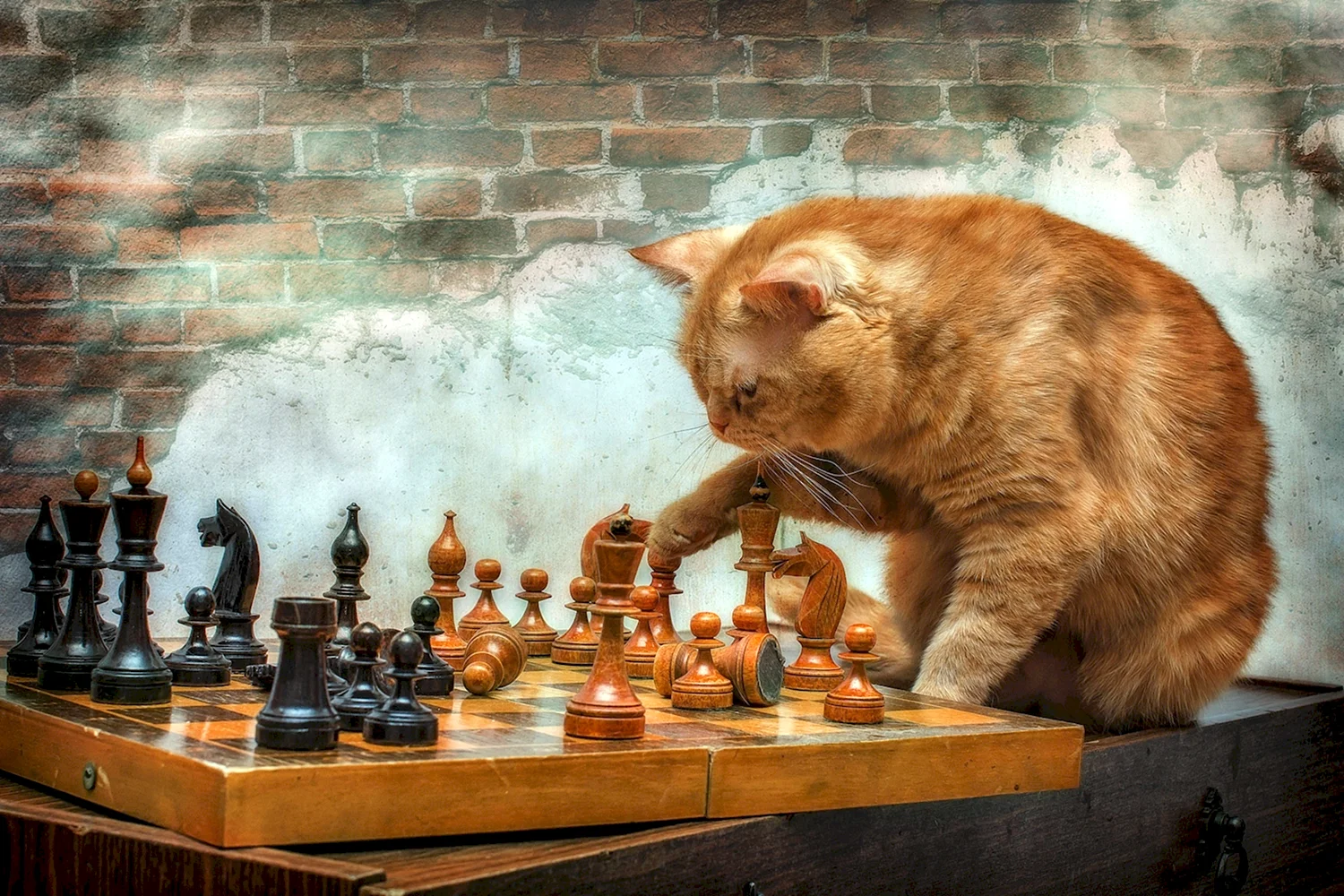 Кошки и шахматы