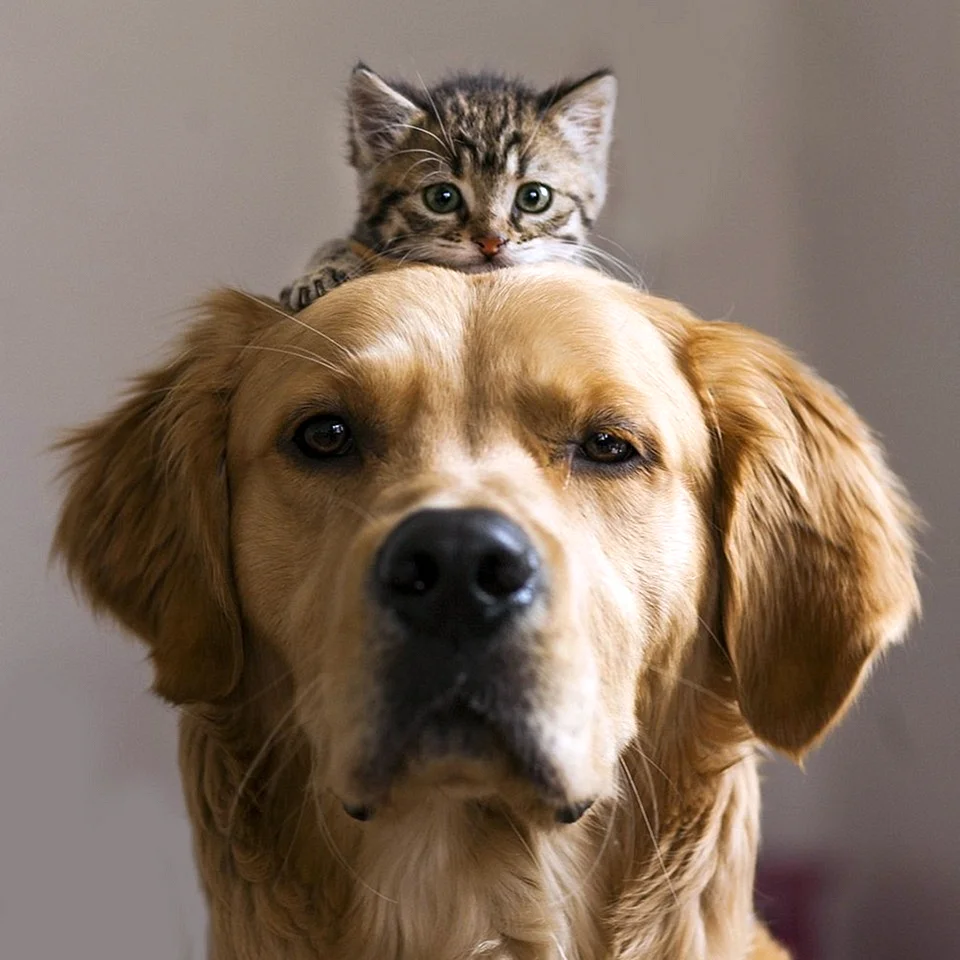 Кошки и собаки