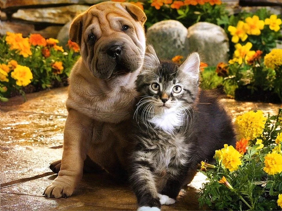 Кошки и собаки