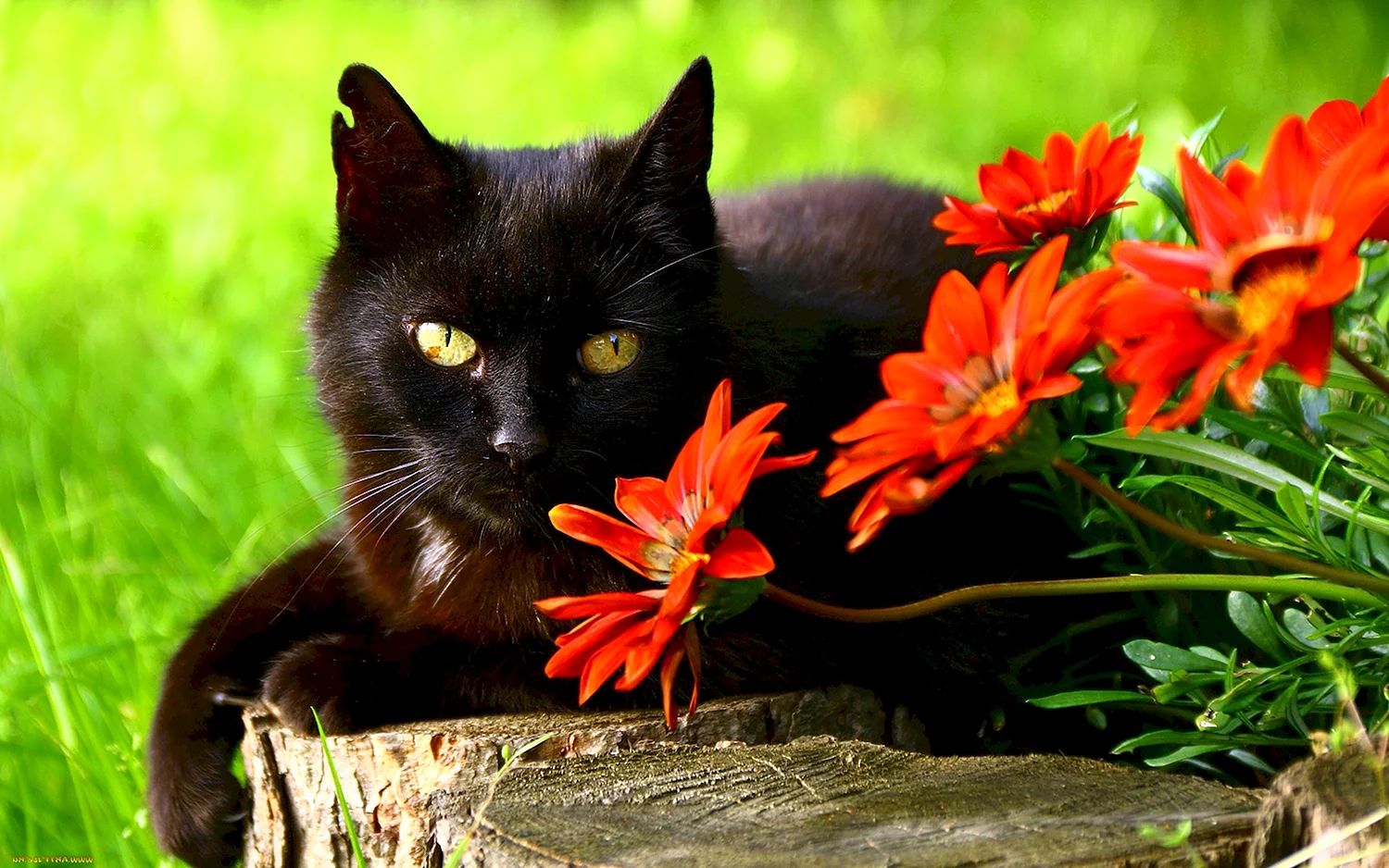 Кошки и цветы