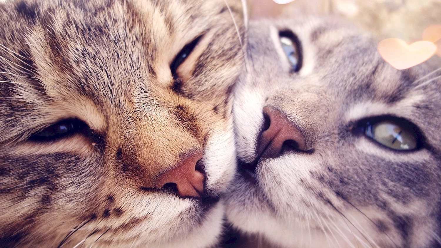 Кошки любовь