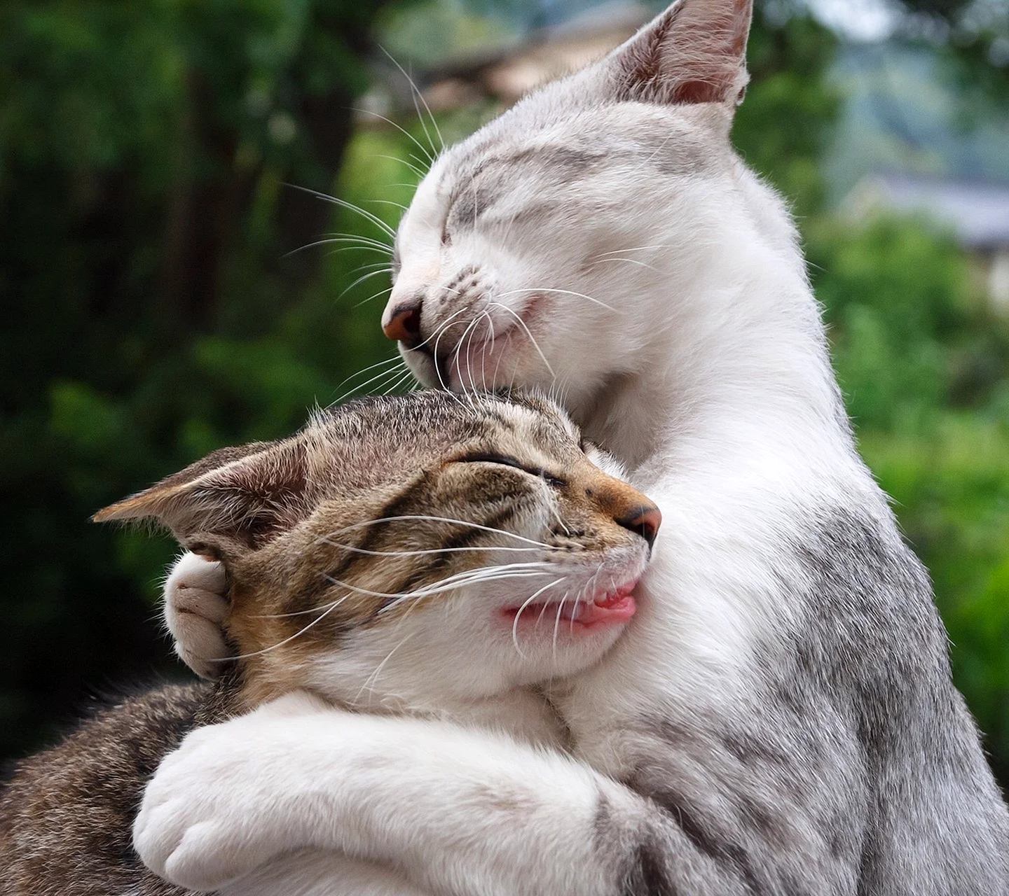Кошки любовь