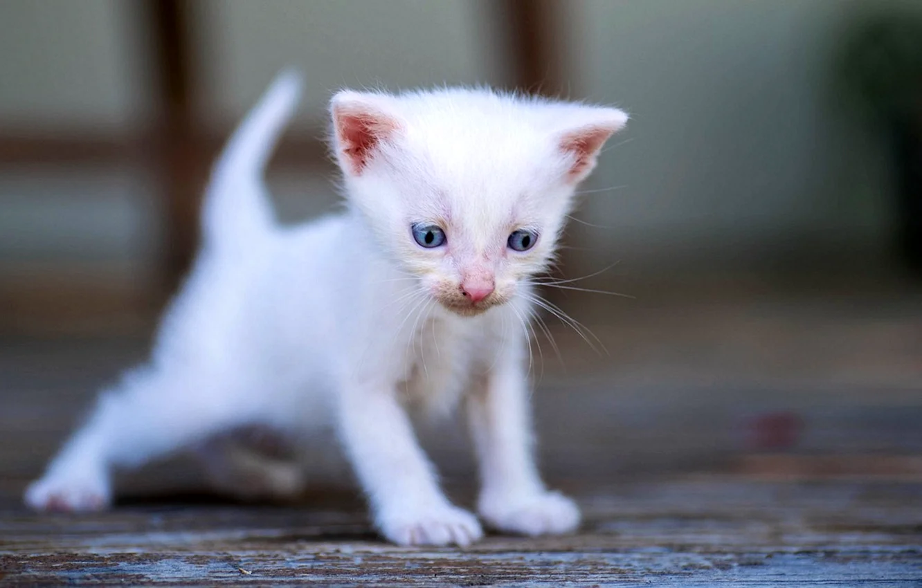 Кошки маленькие белые