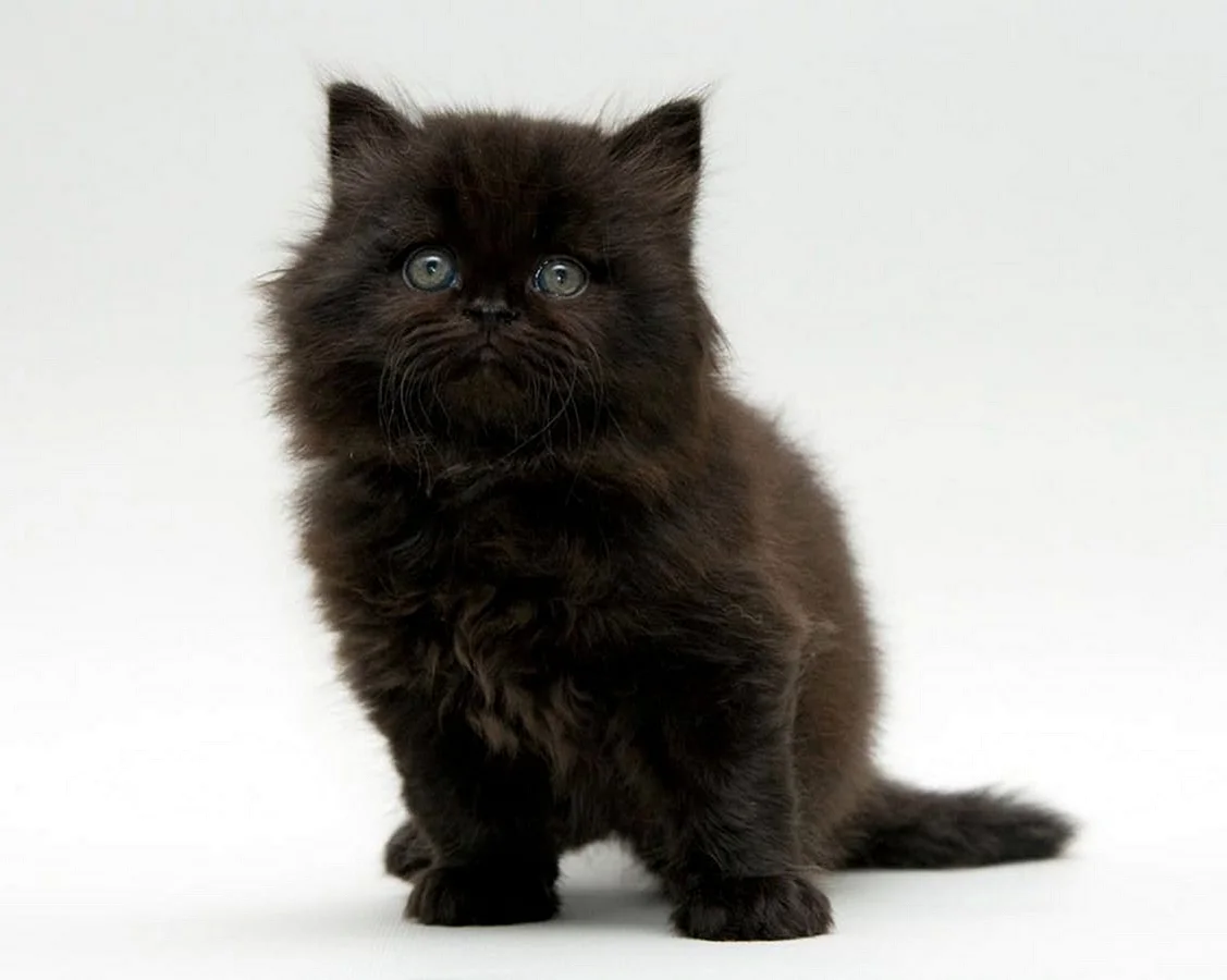 Кошки маленькие породистые пушистые черные