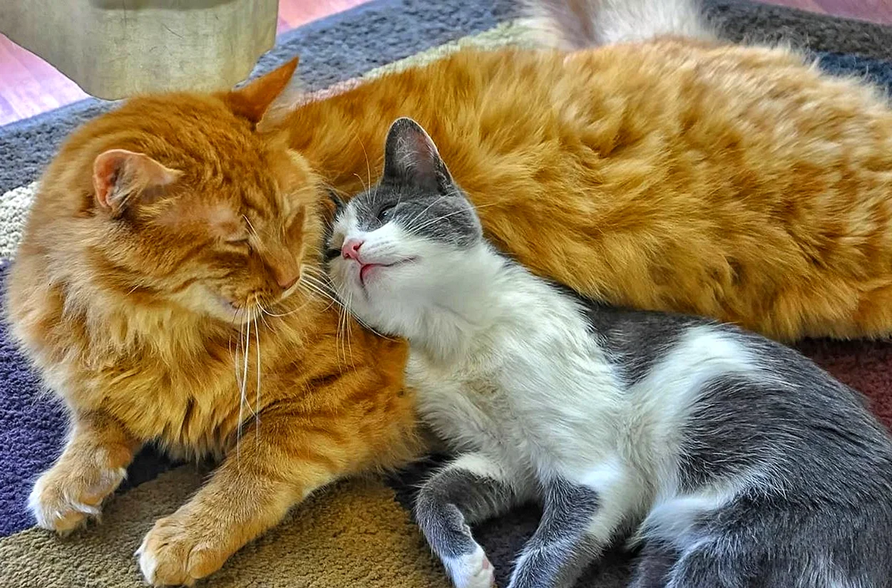Кошки обнимаются
