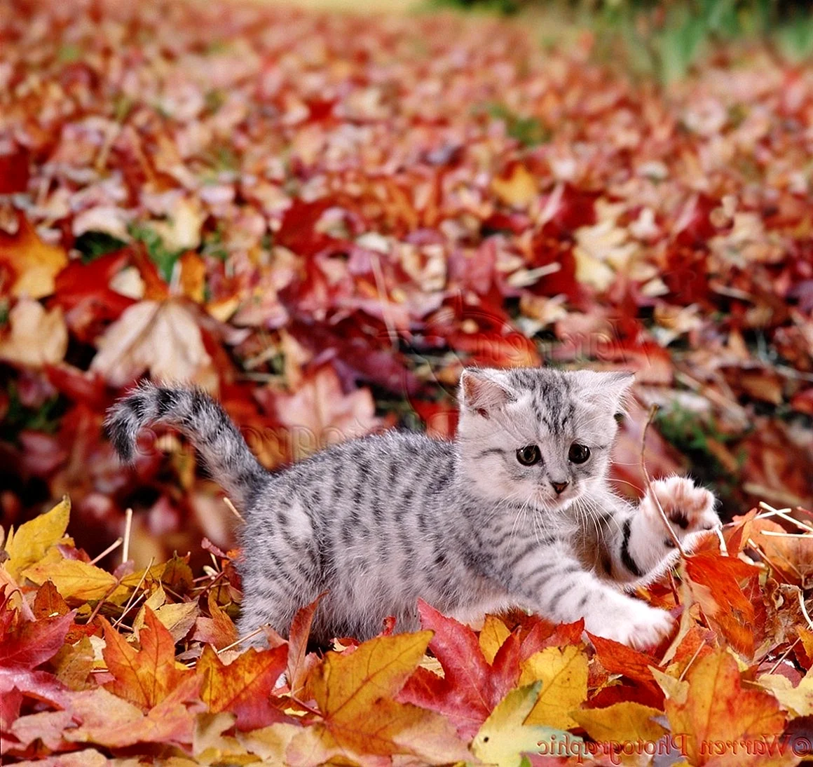 Кошки осенью