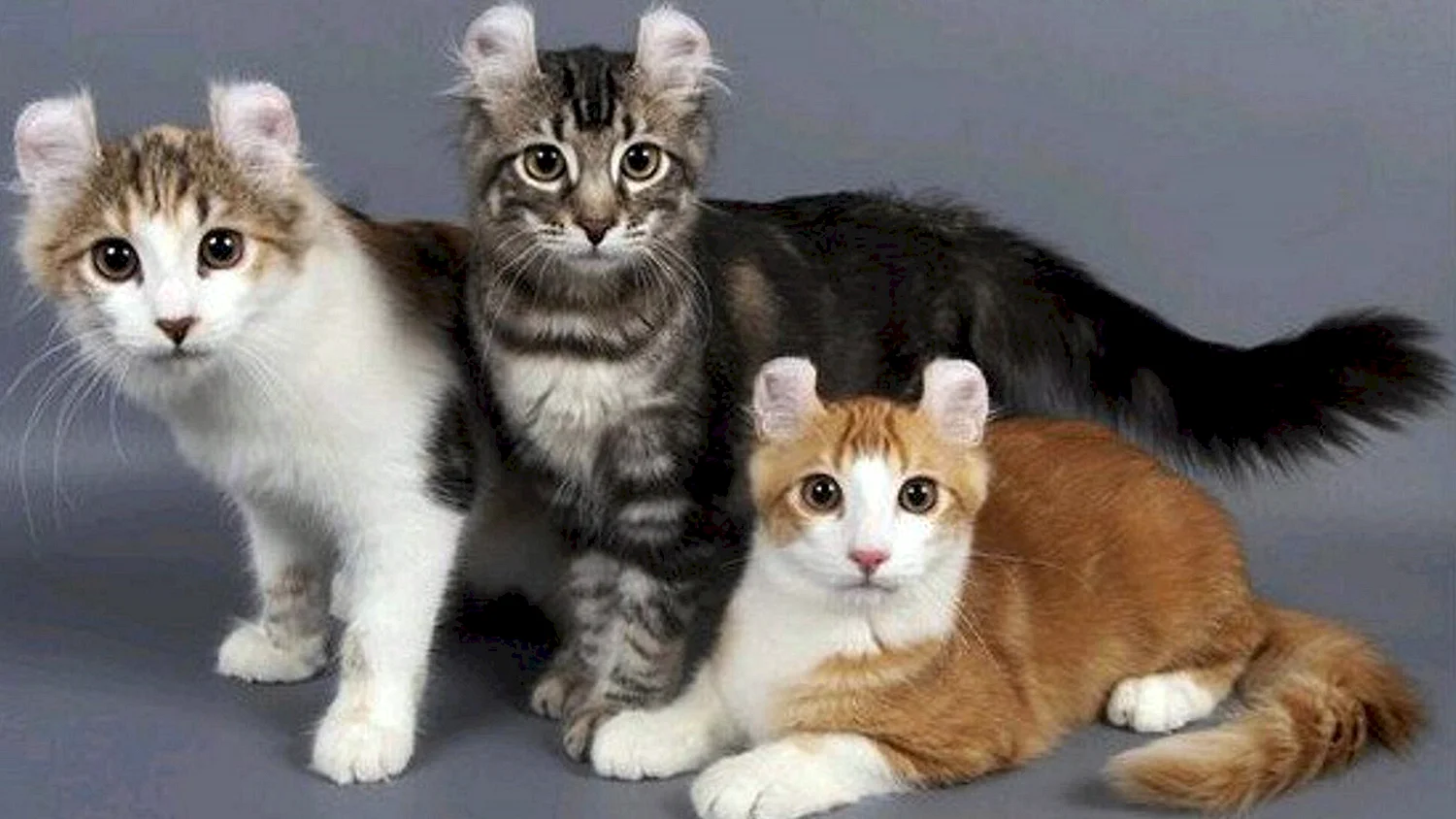 Кошки с 4 ушами порода