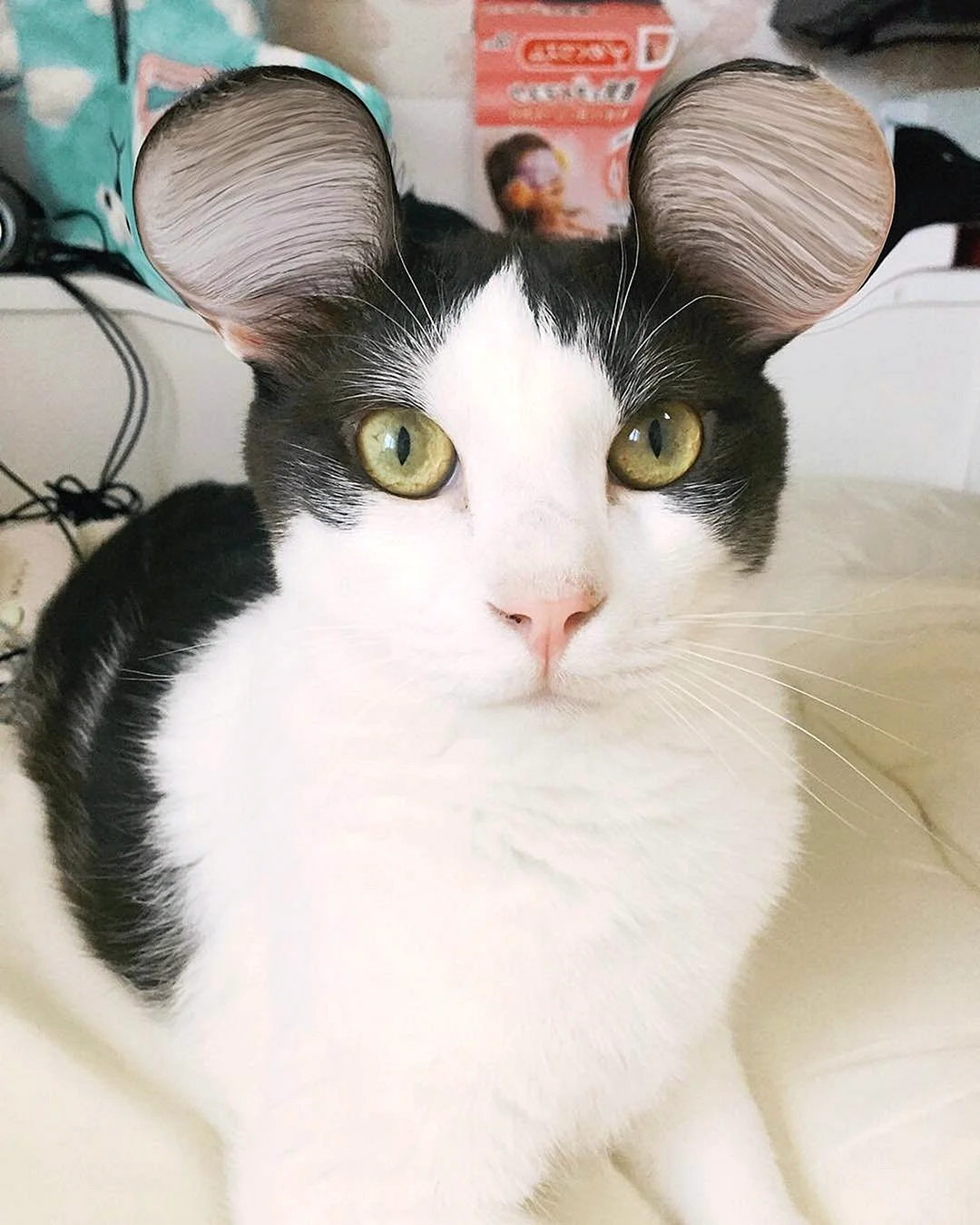Кошки с необычными ушами