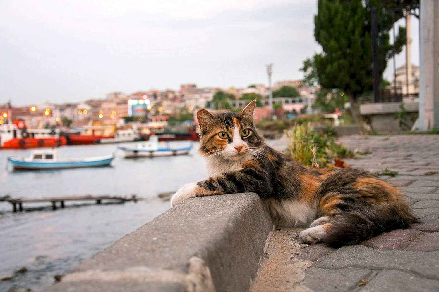 Кошки в Стамбуле