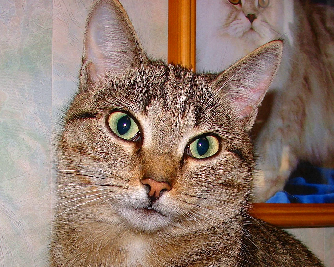 Косоглазый полосатый кот