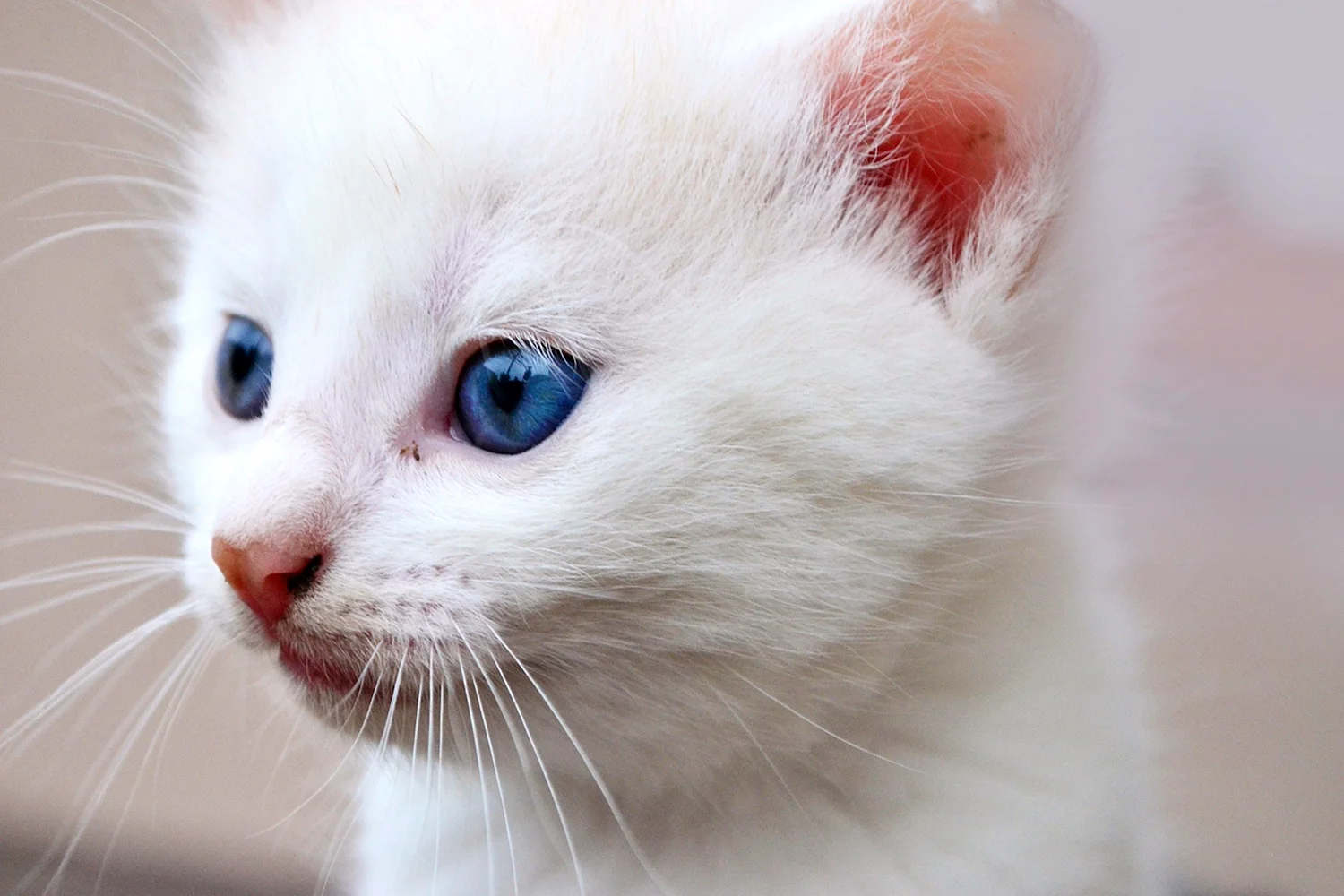 Кот альбинос с голубыми глазами