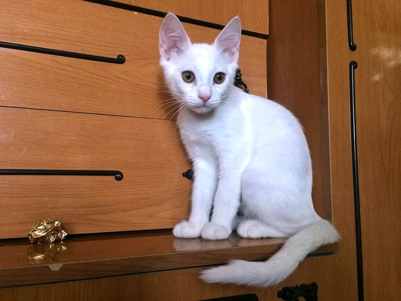 Кот белая русская порода