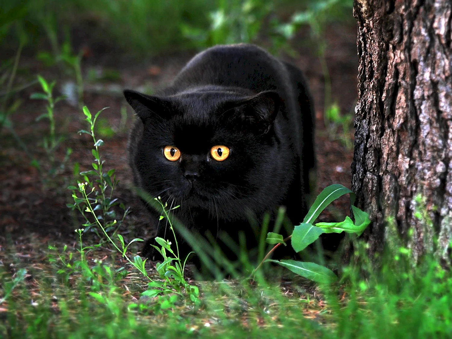 Кот британец черный