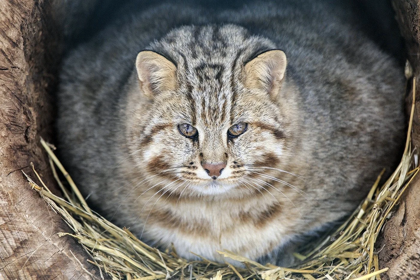 Кот дикий Лесной камышовый Амурский