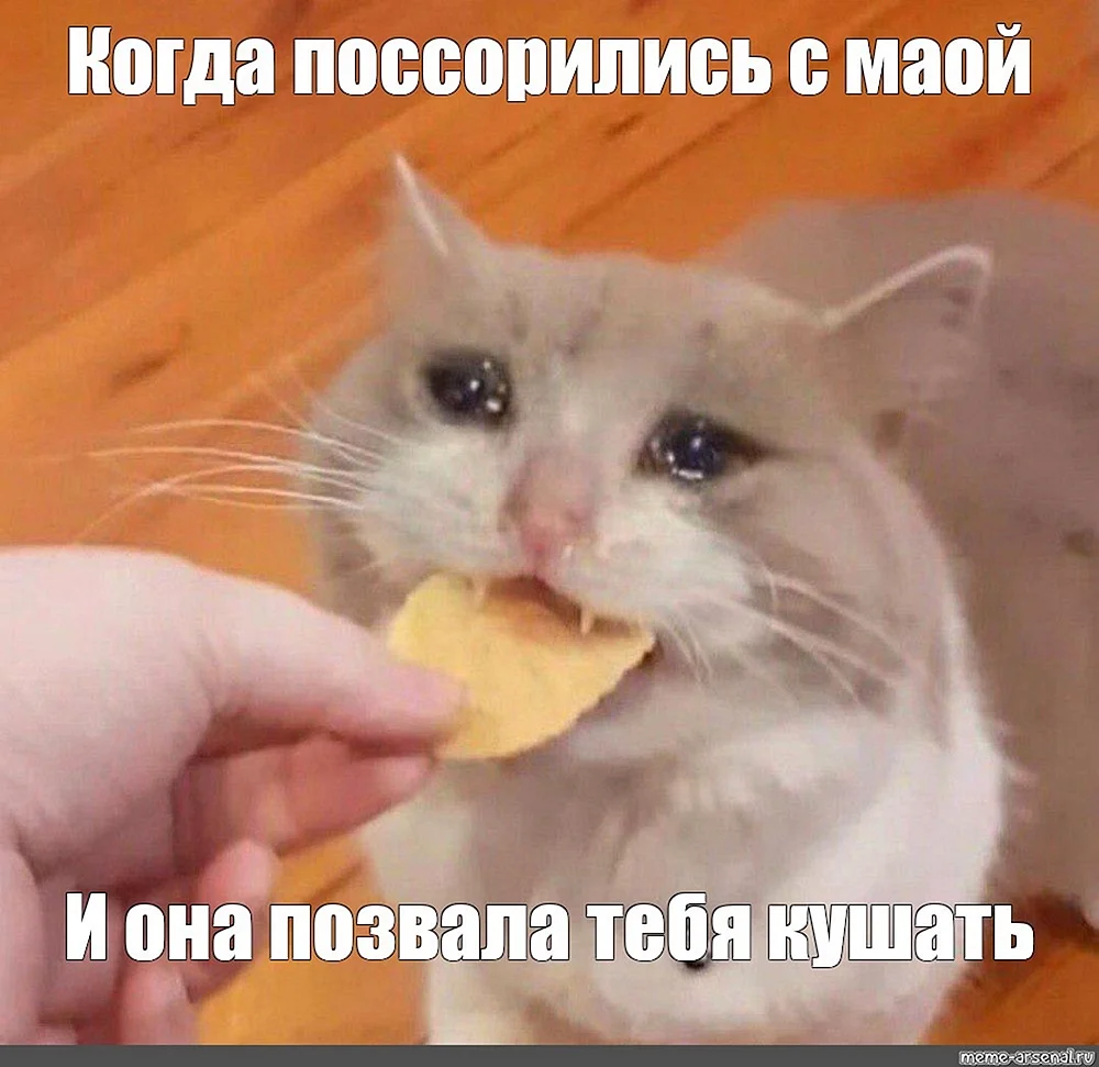 Кот ест чипсы и плачет