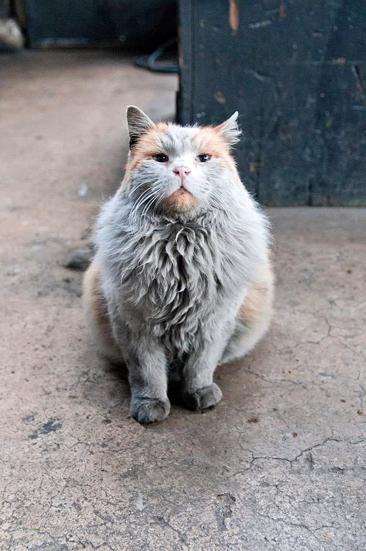 Кот грязь Невада