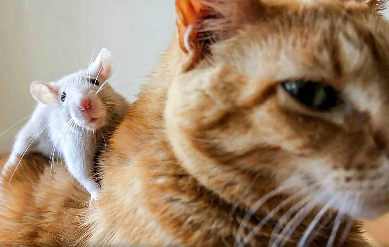 Кот и крыс фото животного