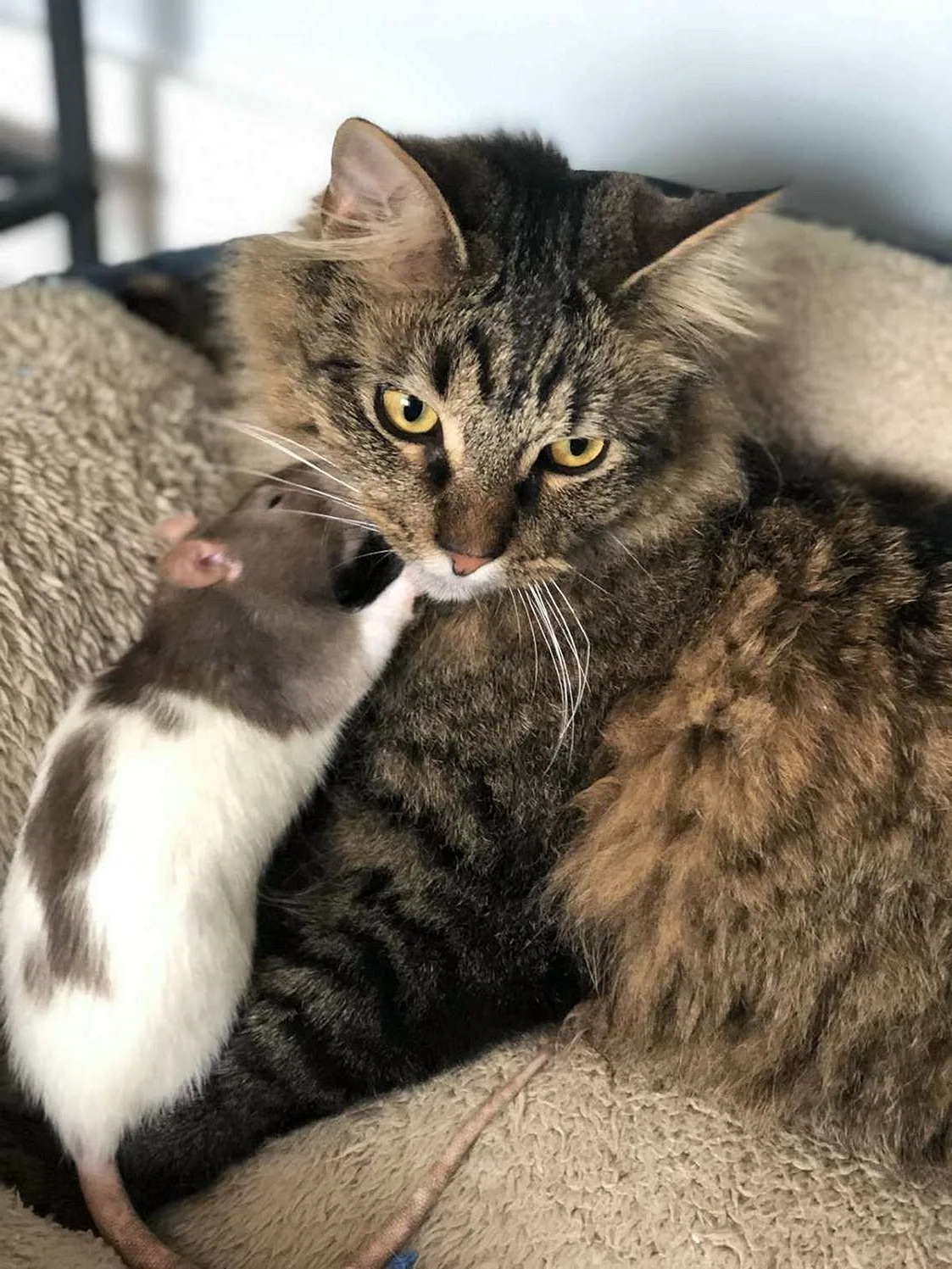 Кот и крыса Дружба