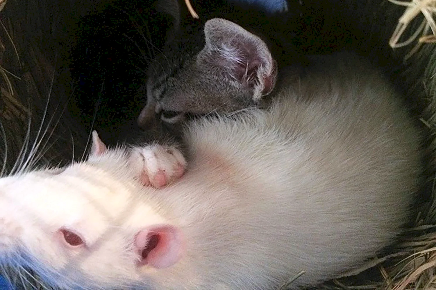 Кот и крыса Дружба