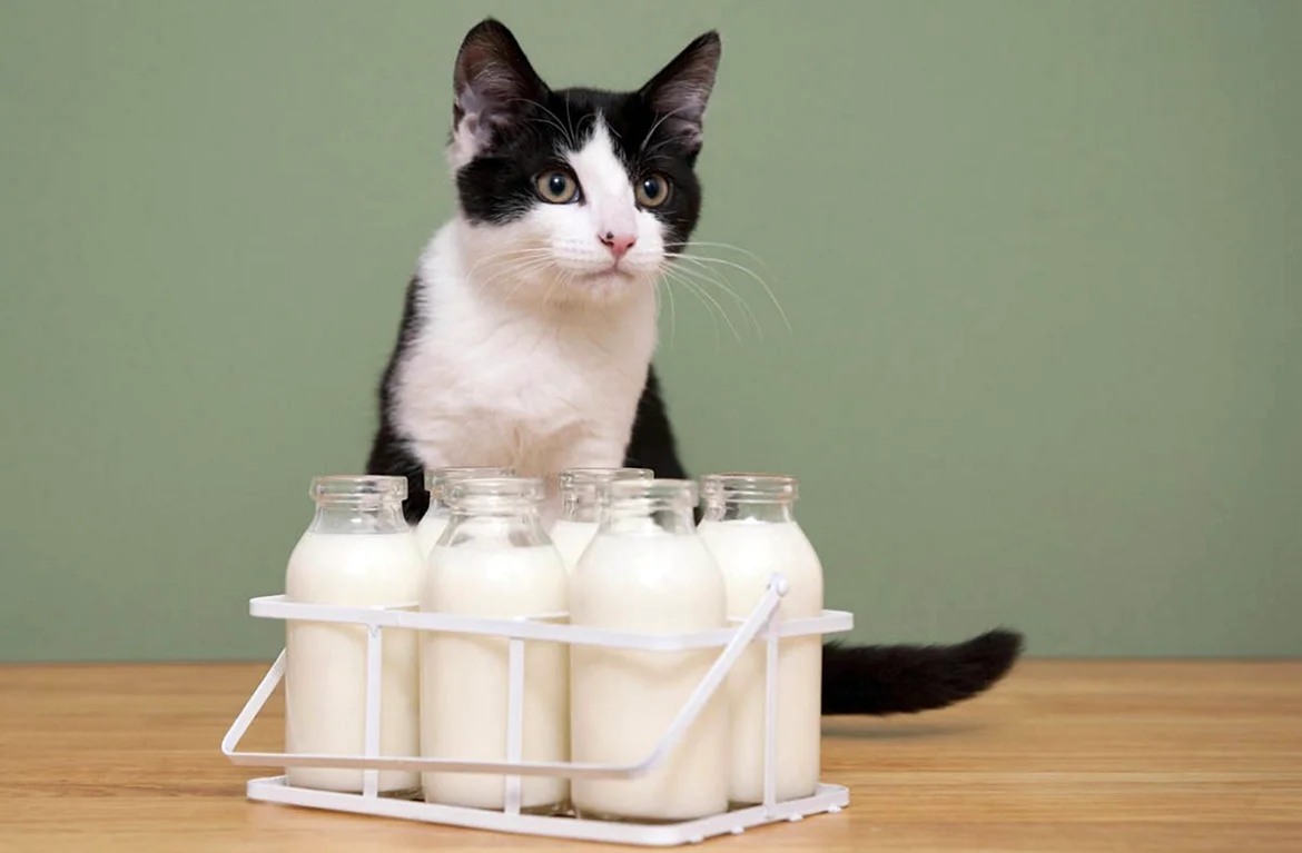 Кот и молоко