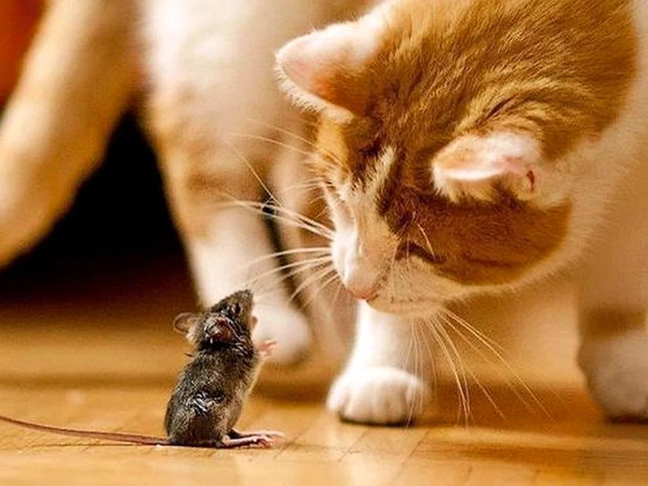 Кот и мыши