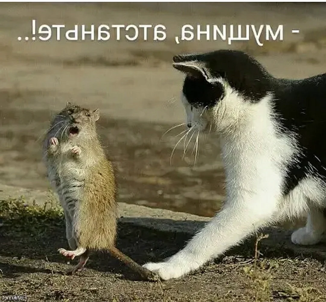Кот и мыши юмор