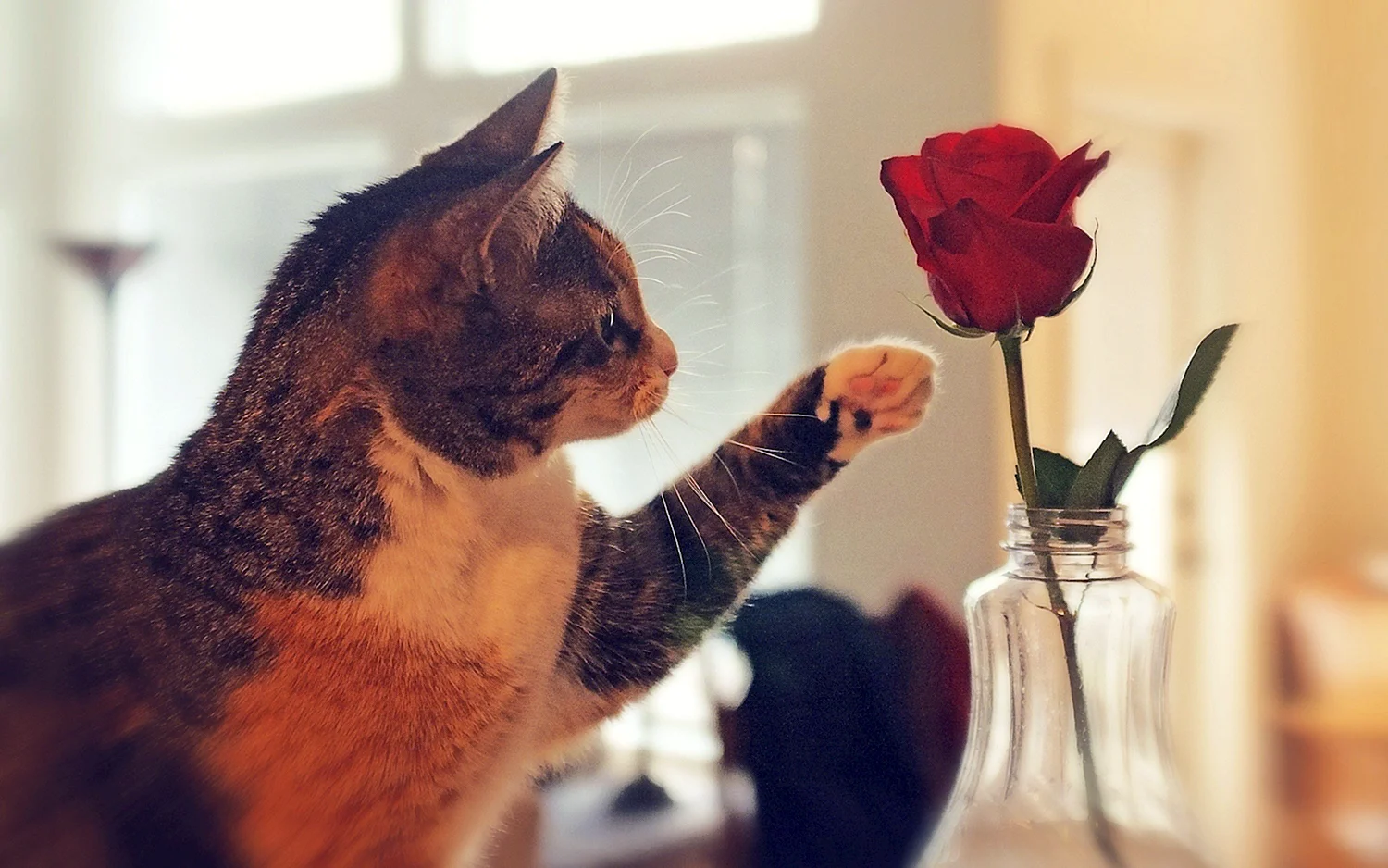 Кот и розы