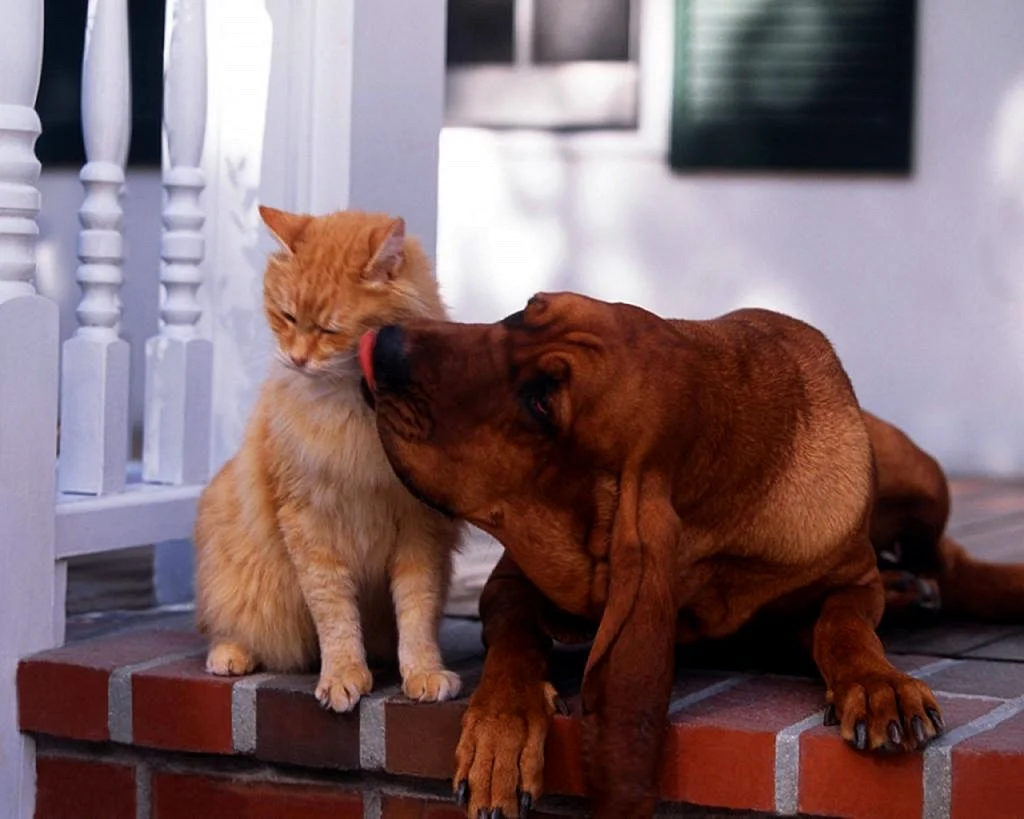 Кот и рыжая собака
