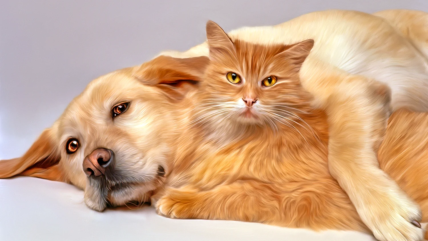 Кот и собака