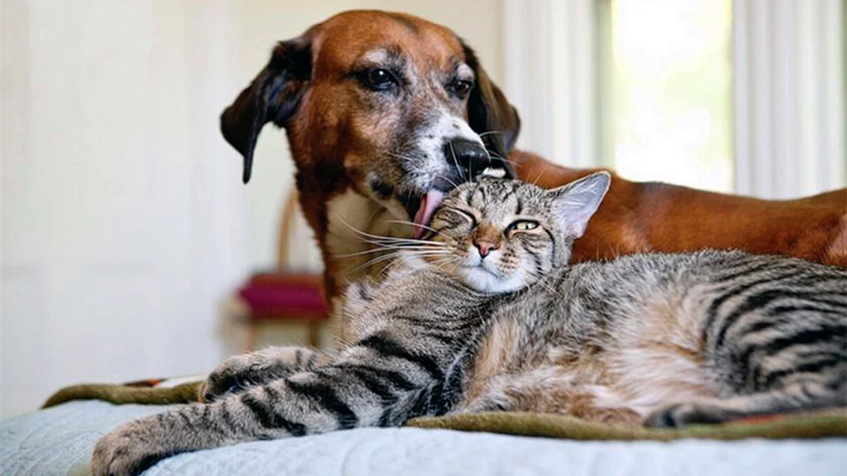 Кот и собака дружат