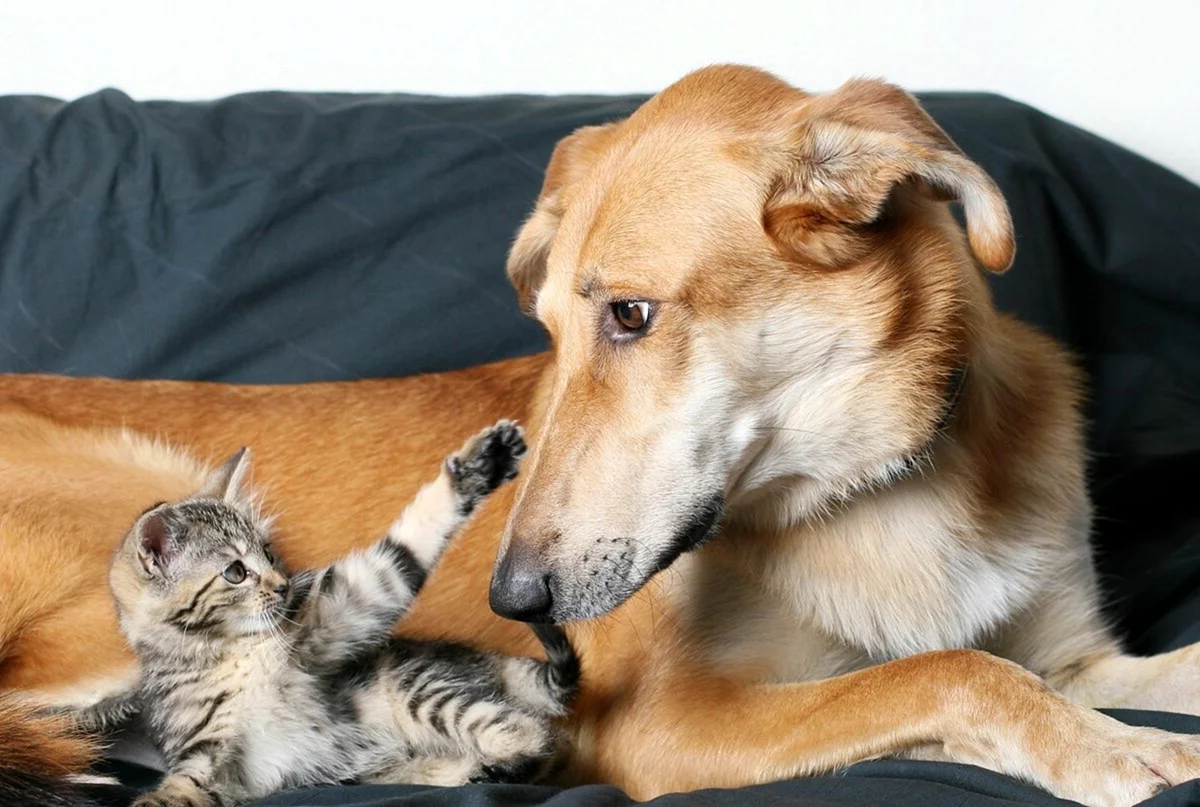 Кот и собака вместе