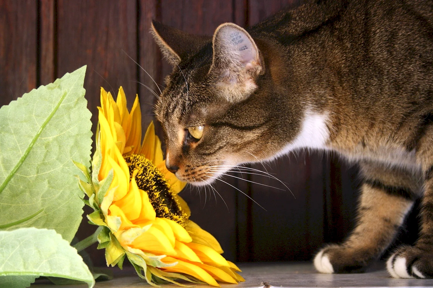 Кот и цветы
