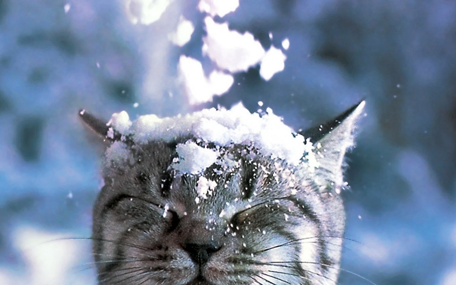 Кот из рекламы со снегом