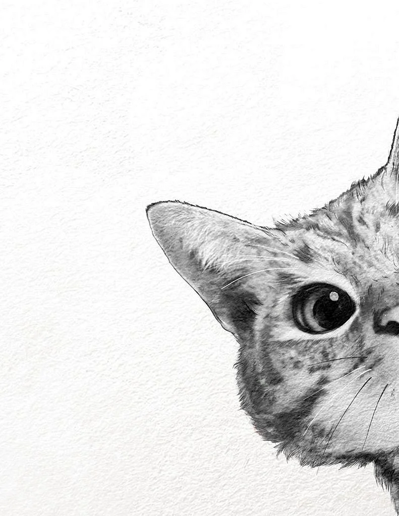 Кот карандашом