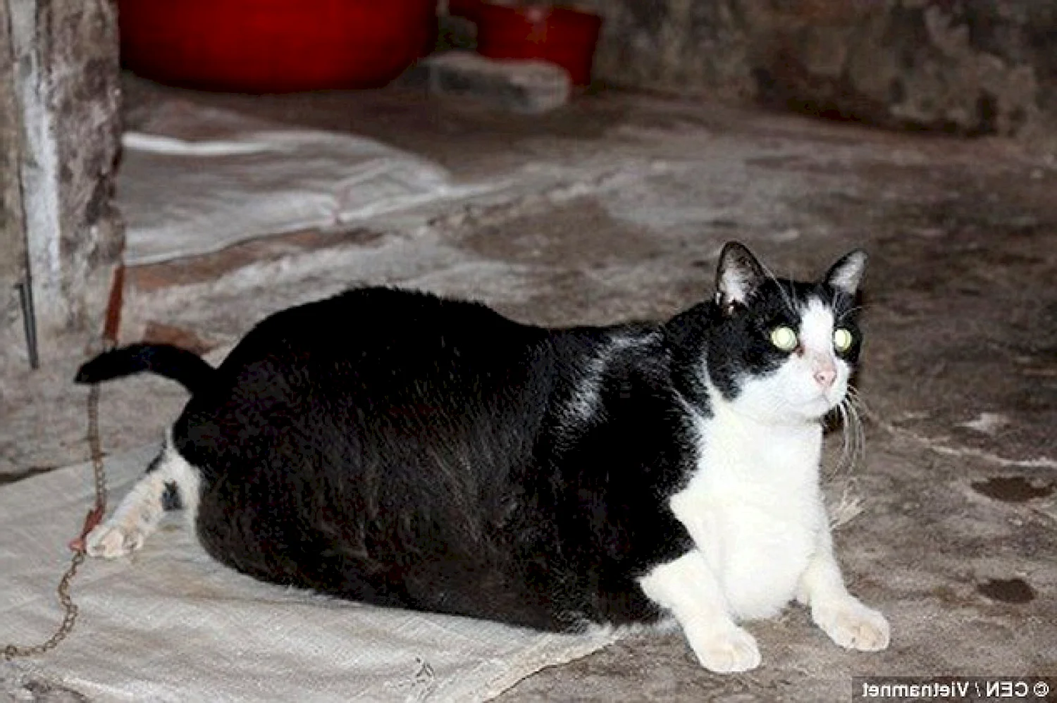 Кот который весит 20 кг