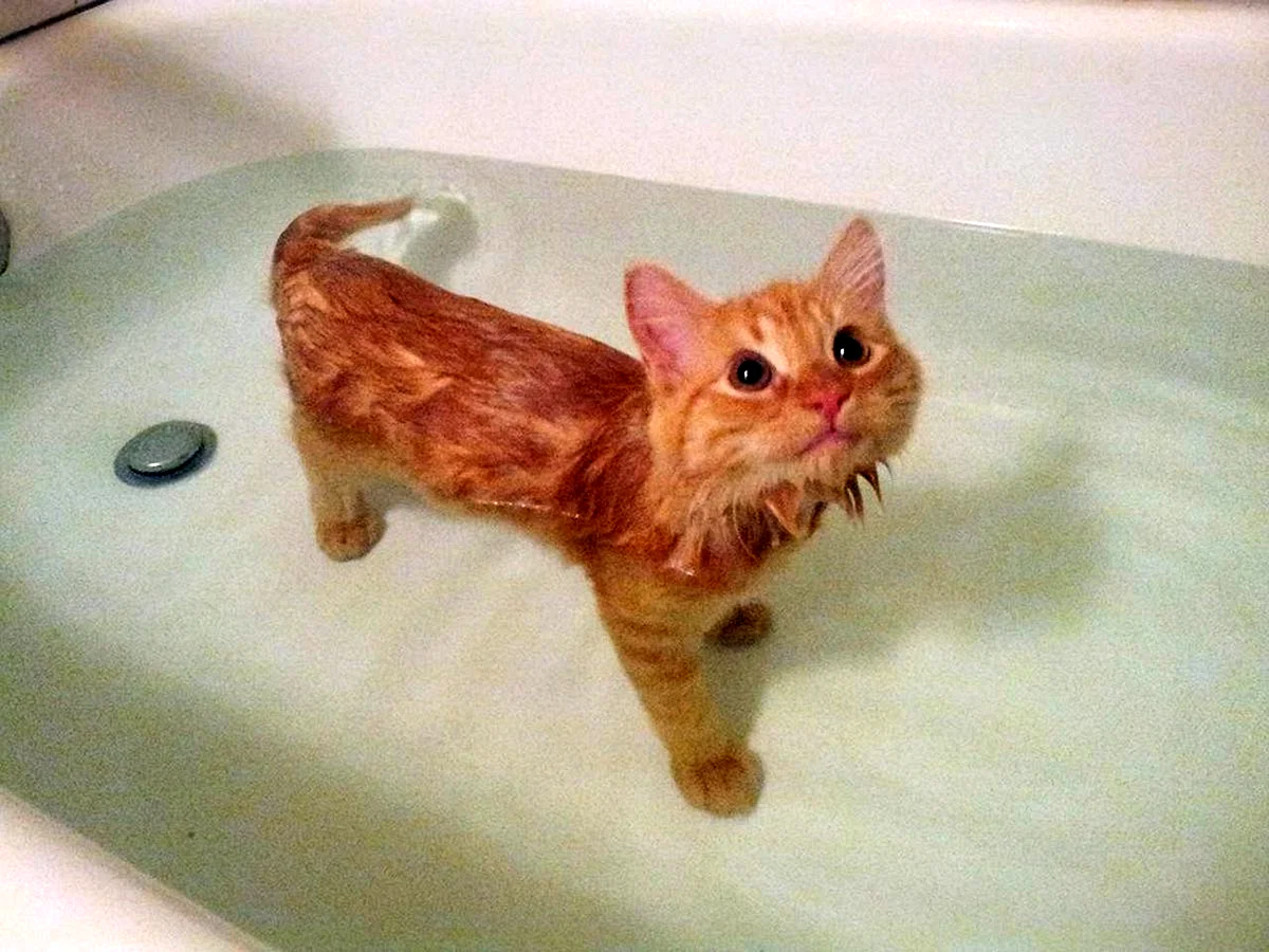 Кот купается
