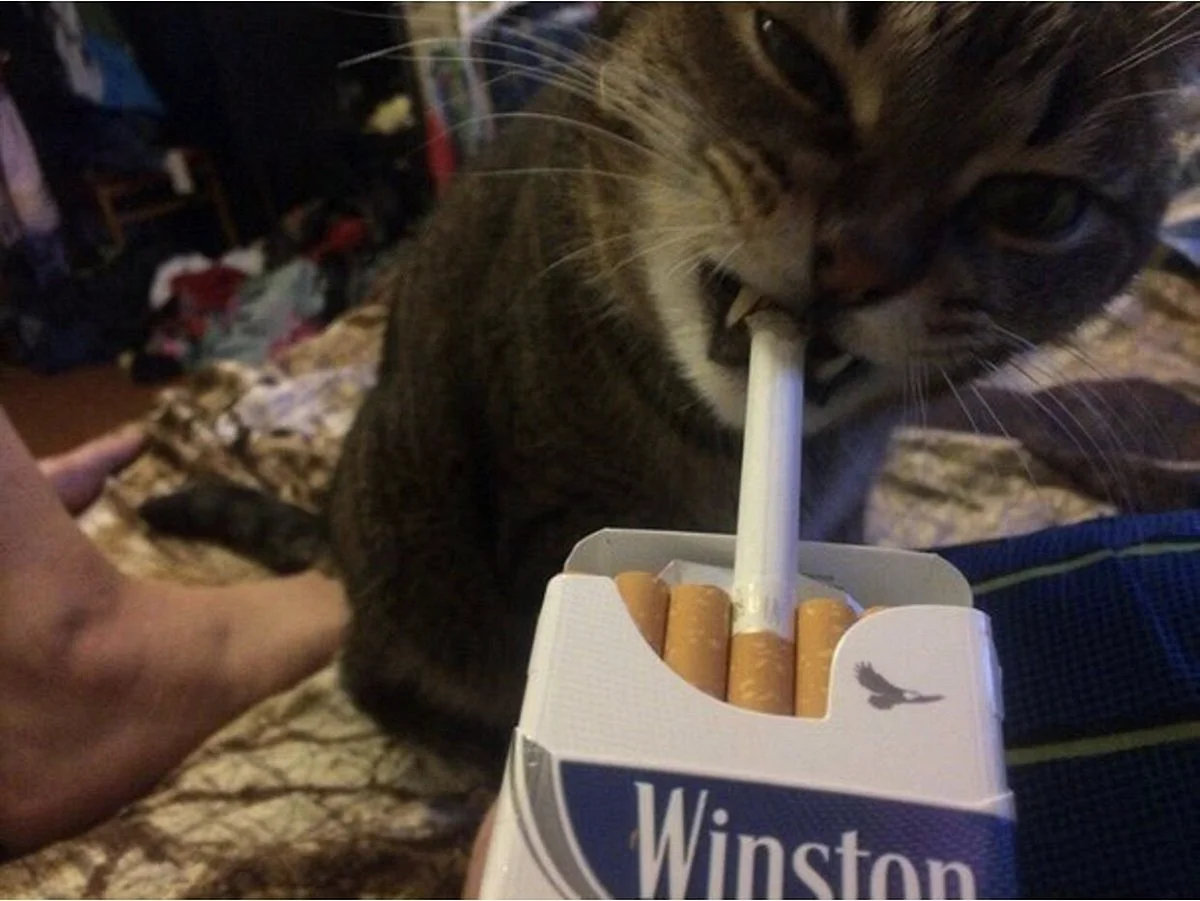 Кот курит