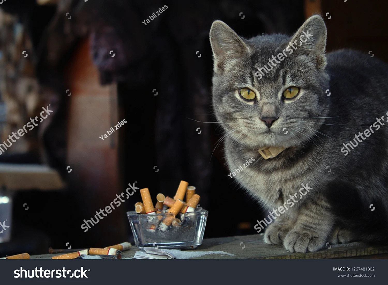 Кот курит