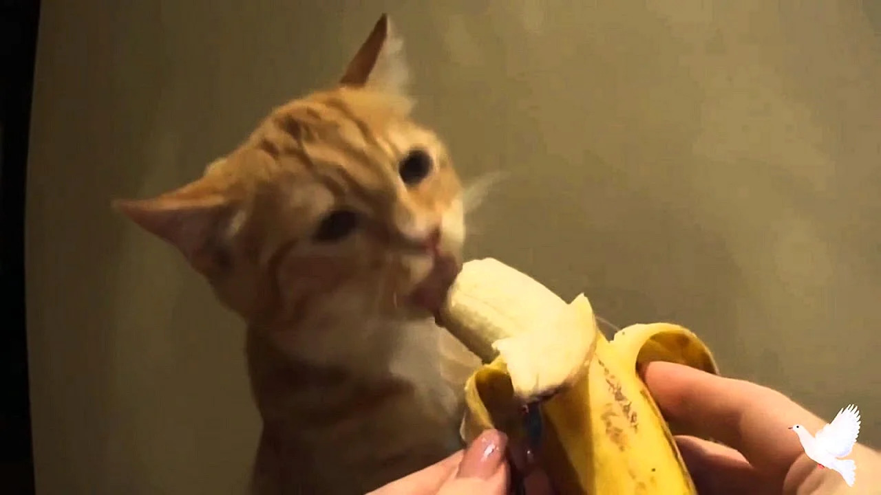 Кот кушает банан
